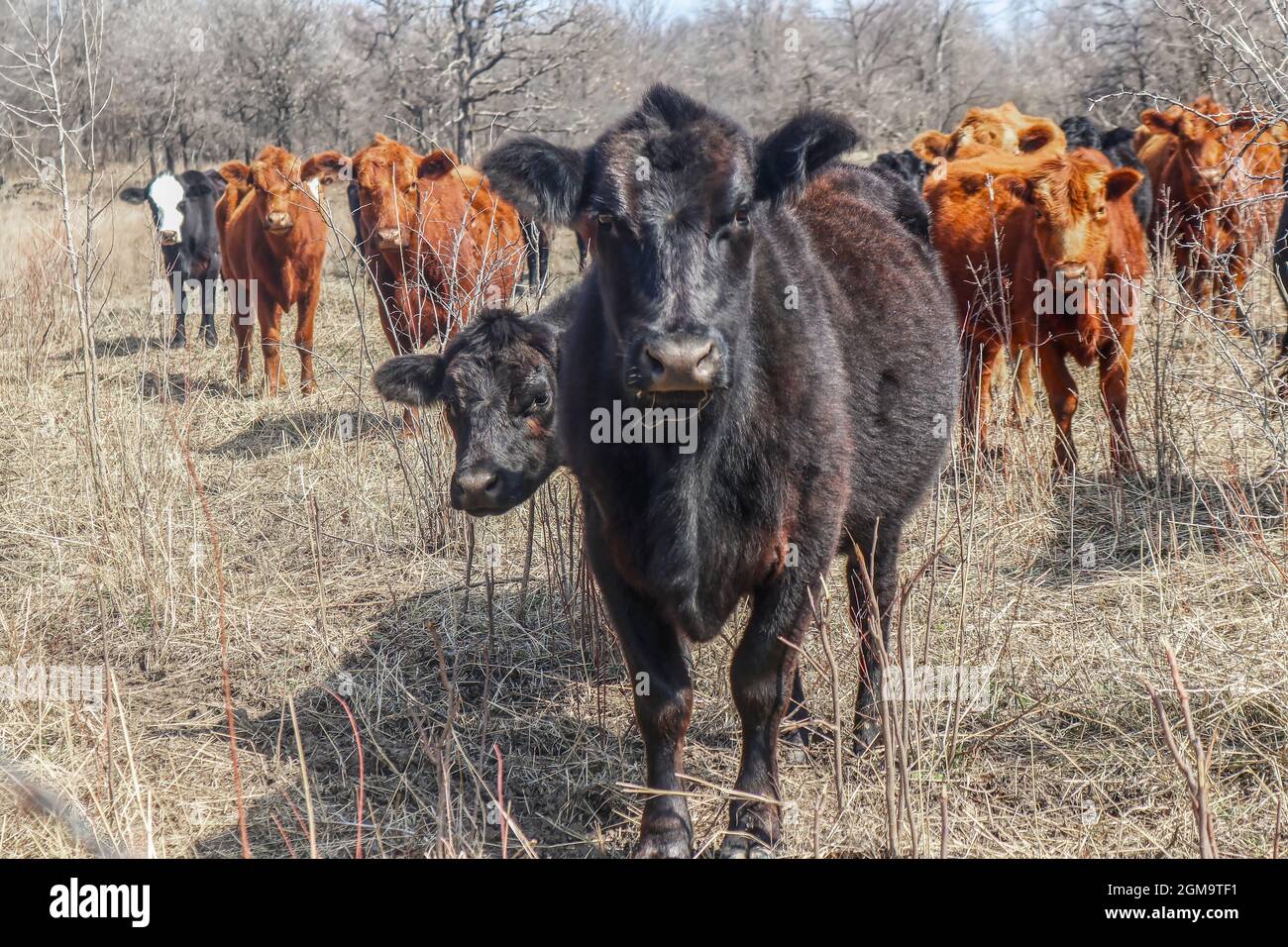 Young black cow with rest of herd behind staring suspiciously into camera out in winter field - they look like they are up to no good  or are angry - Stock Photo
