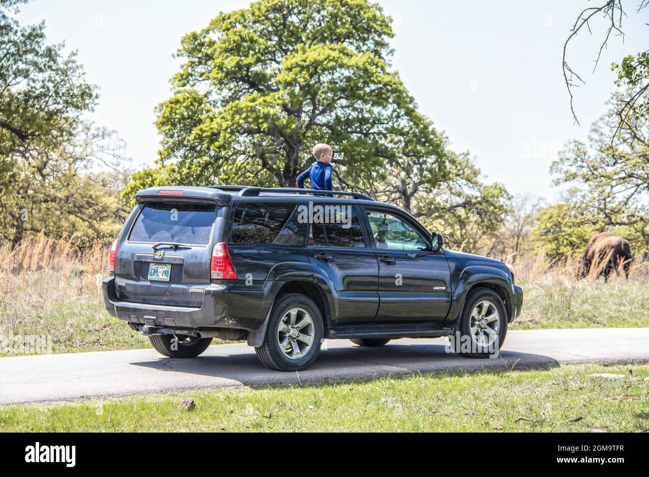 04-17-2020 Bartlesville USA - Small boy standing in sunroof of SUV driving through wildlife park with blurred bison grazing among trees Stock Photo