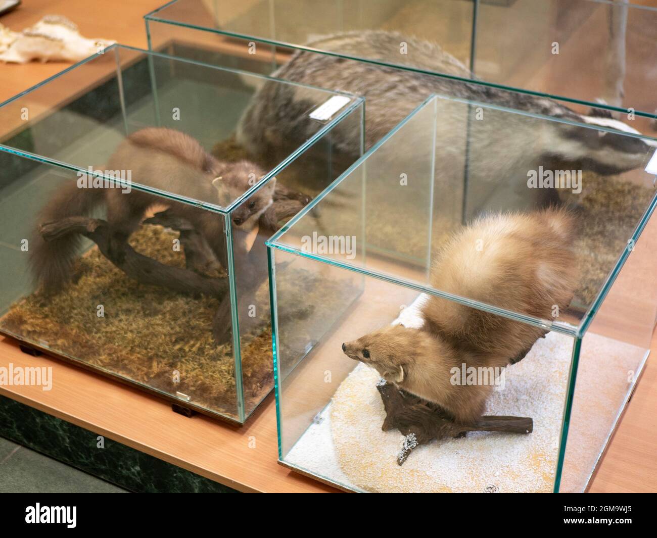 Trophy display case hi-res stock photography and images - Alamy