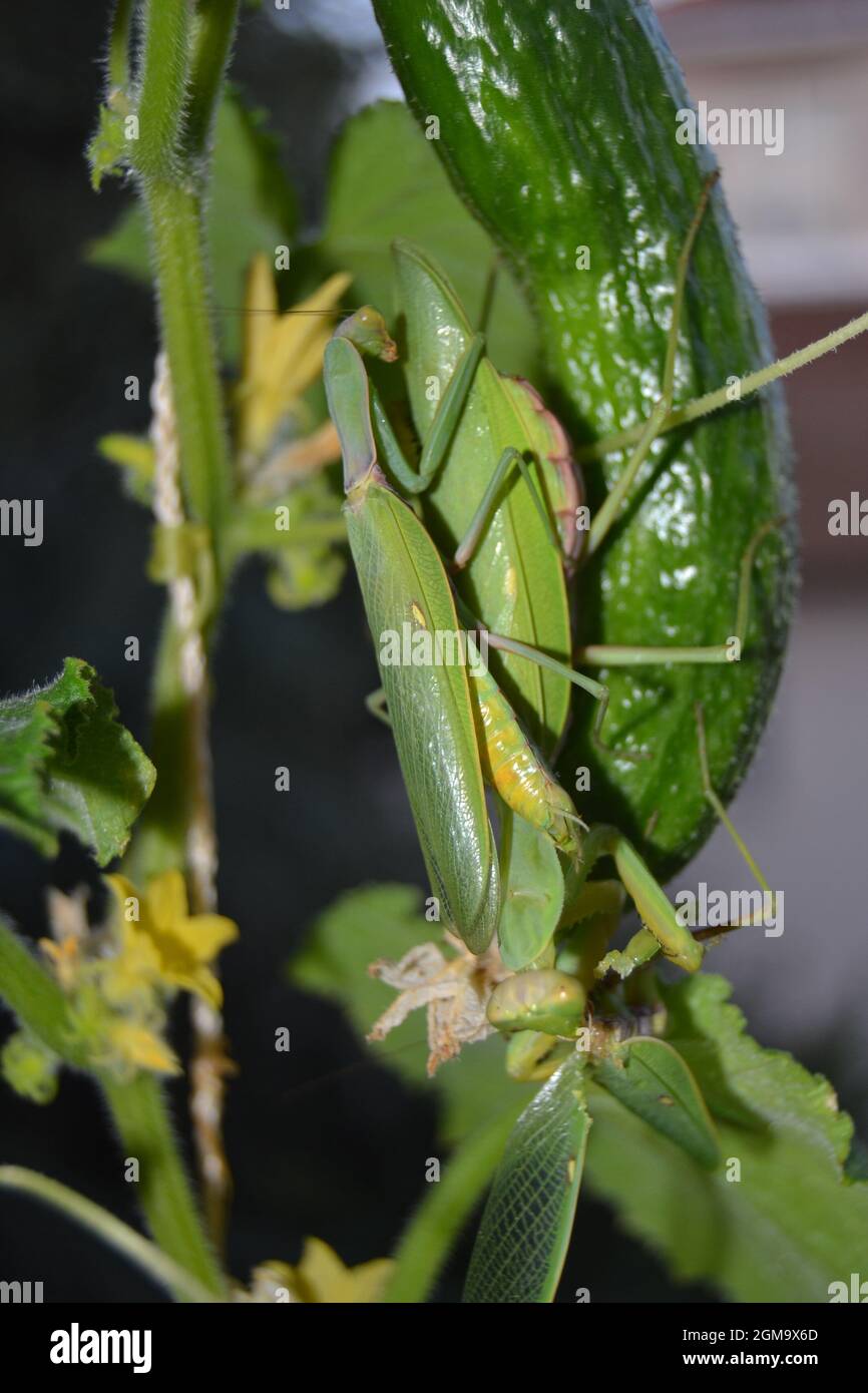 Female Praying Mantis Eating Male After Mating on Cucumber Stock Photo