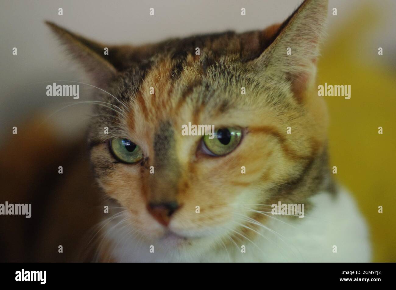 Japanese female tricolored cat pondering the meaning of her life and