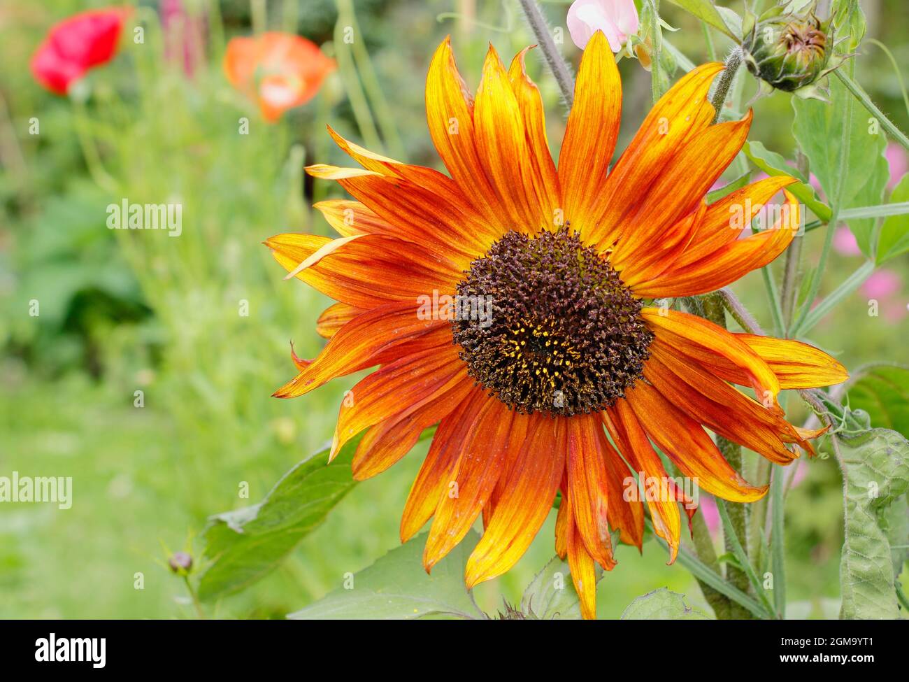 Helianthus annuus 'Earthwalker' sunflower growing in an English garden. UK Stock Photo