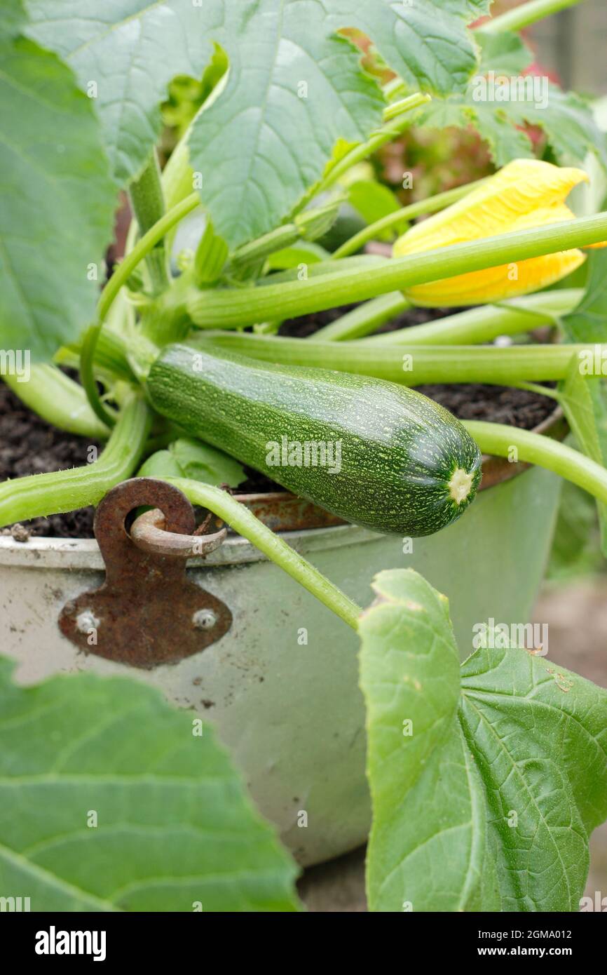 Courgette plant growing in a container. Pot grown Cucurbita pepo 'Defender' courgette ready for