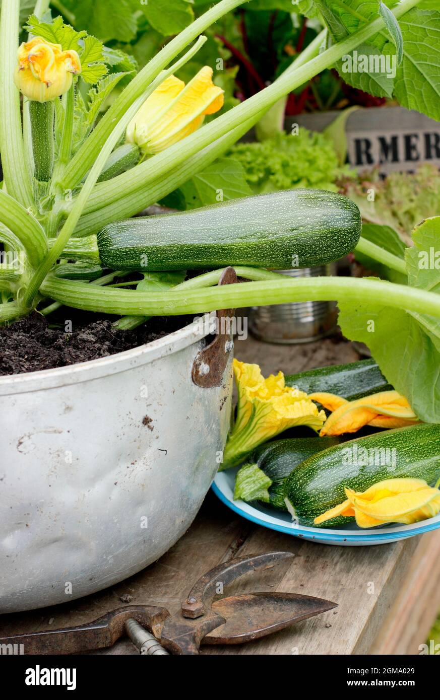 Courgette plant growing in a container. Pot grown Cucurbita pepo