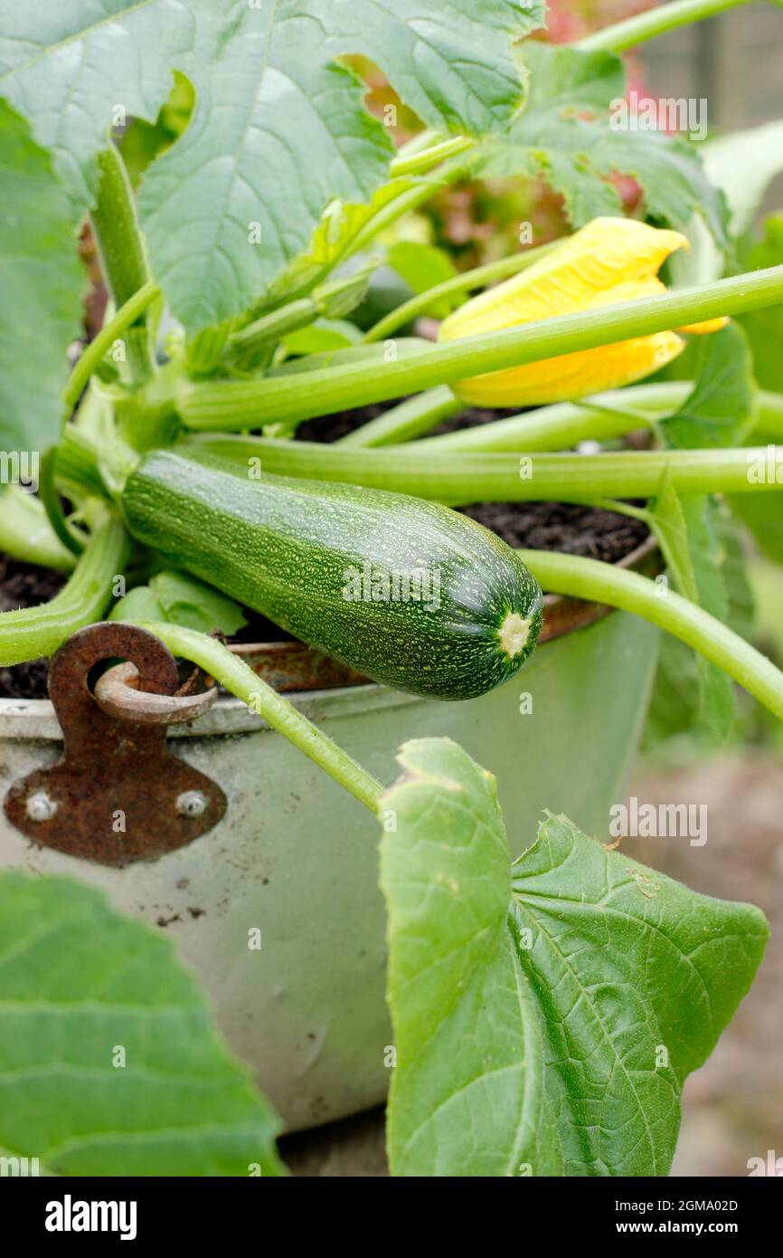 Courgette plant growing in a container. Pot grown Cucurbita pepo