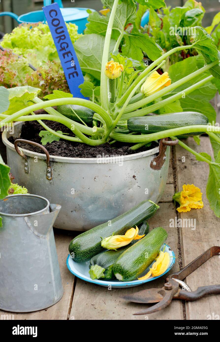 Courgette plant growing in a container. Pot grown Cucurbita pepo