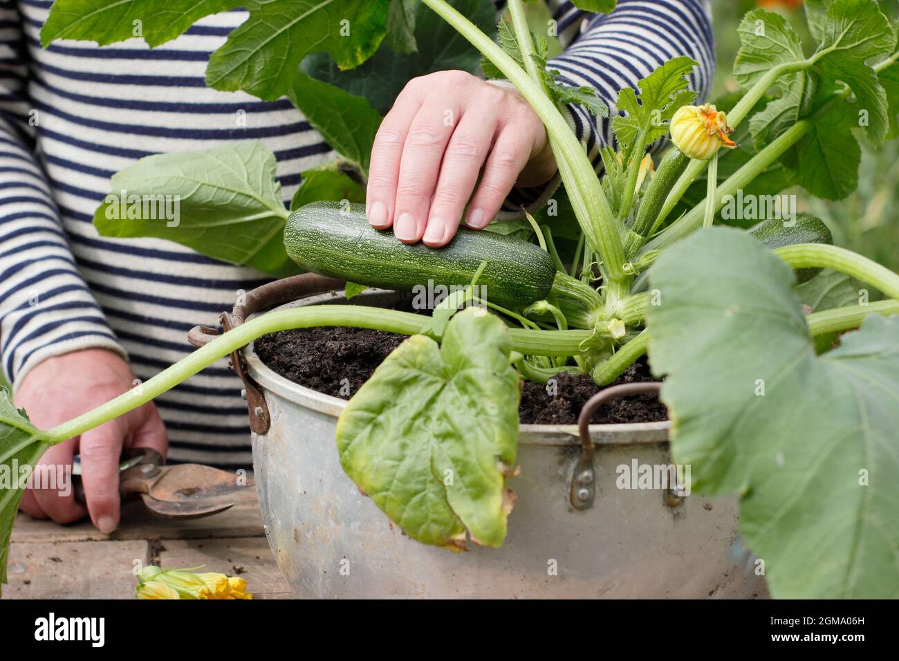 Courgettes growing in container hires stock photography and images Alamy