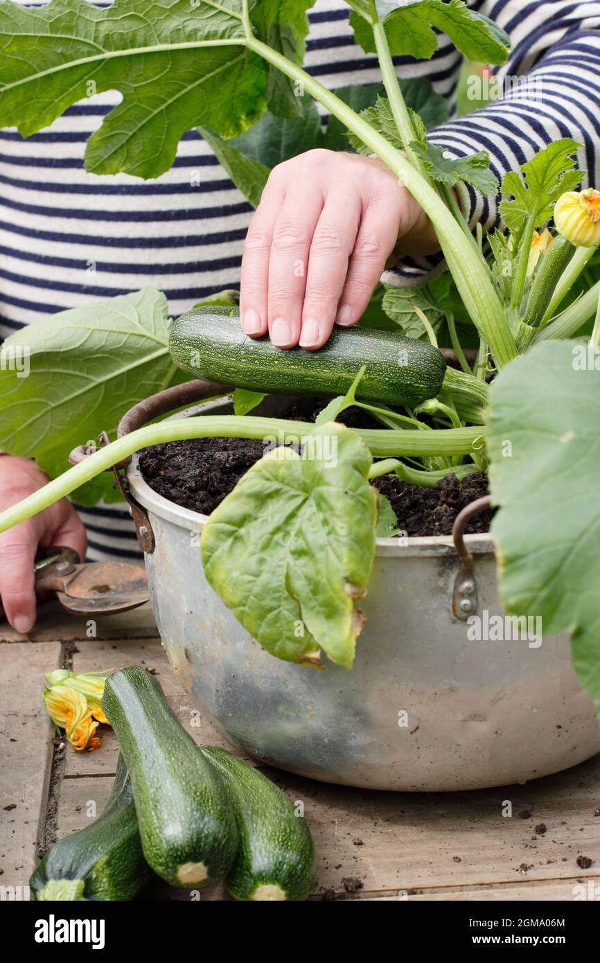Harvesting courgettes from a container grown plant in a domestic garden