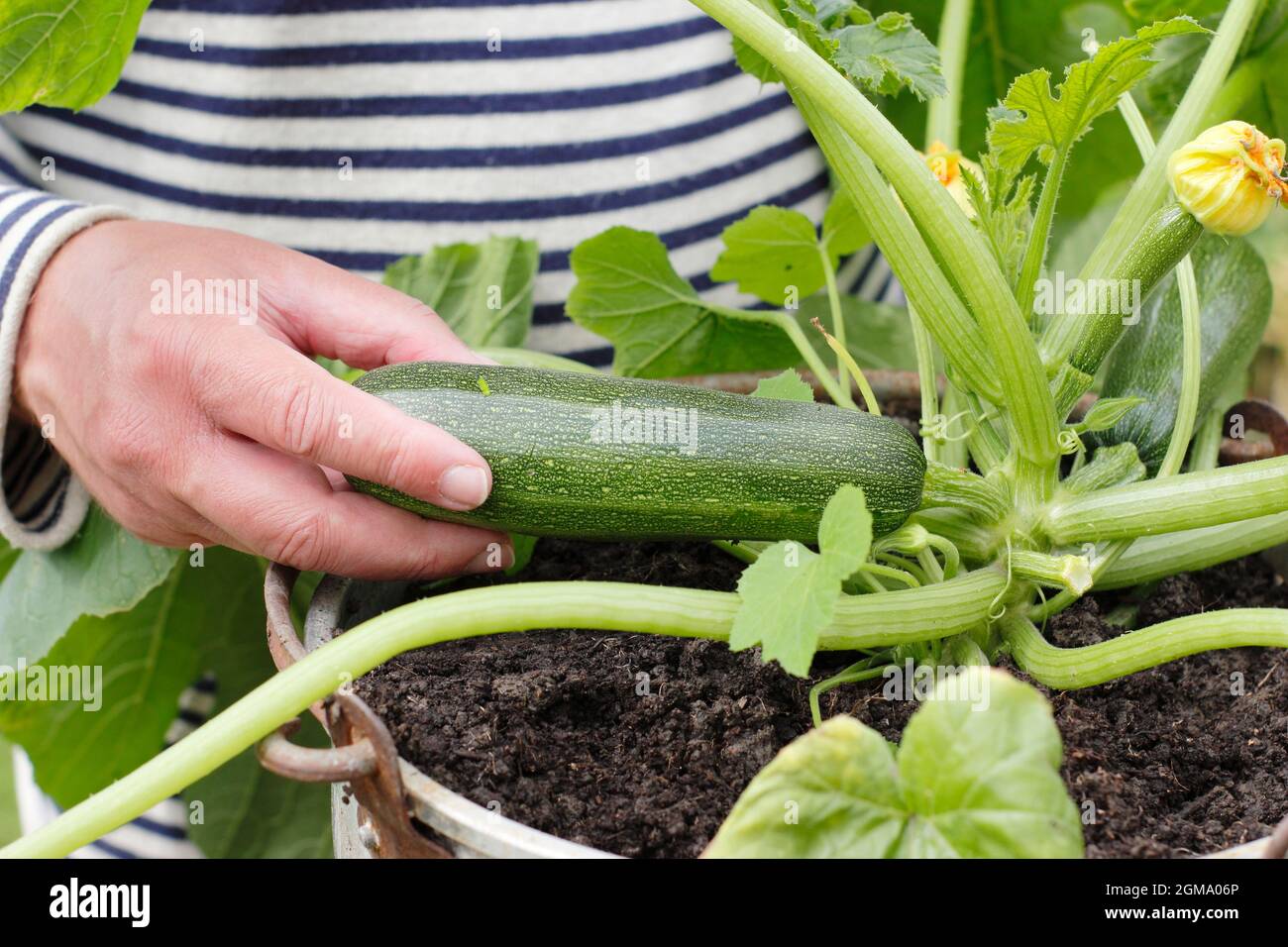 Harvesting courgettes from a container grown plant in a domestic garden