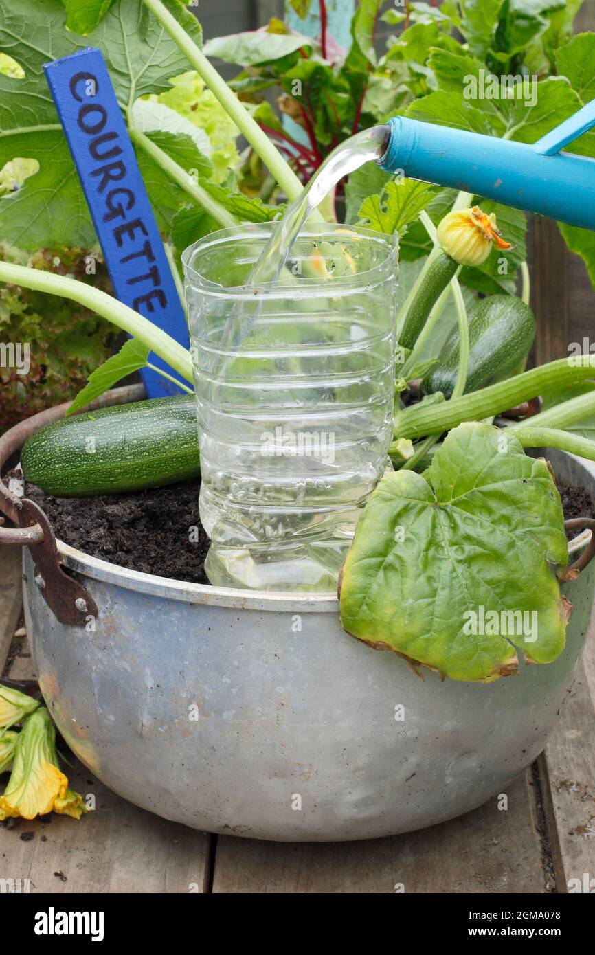 Watering courgette container hires stock photography and images Alamy