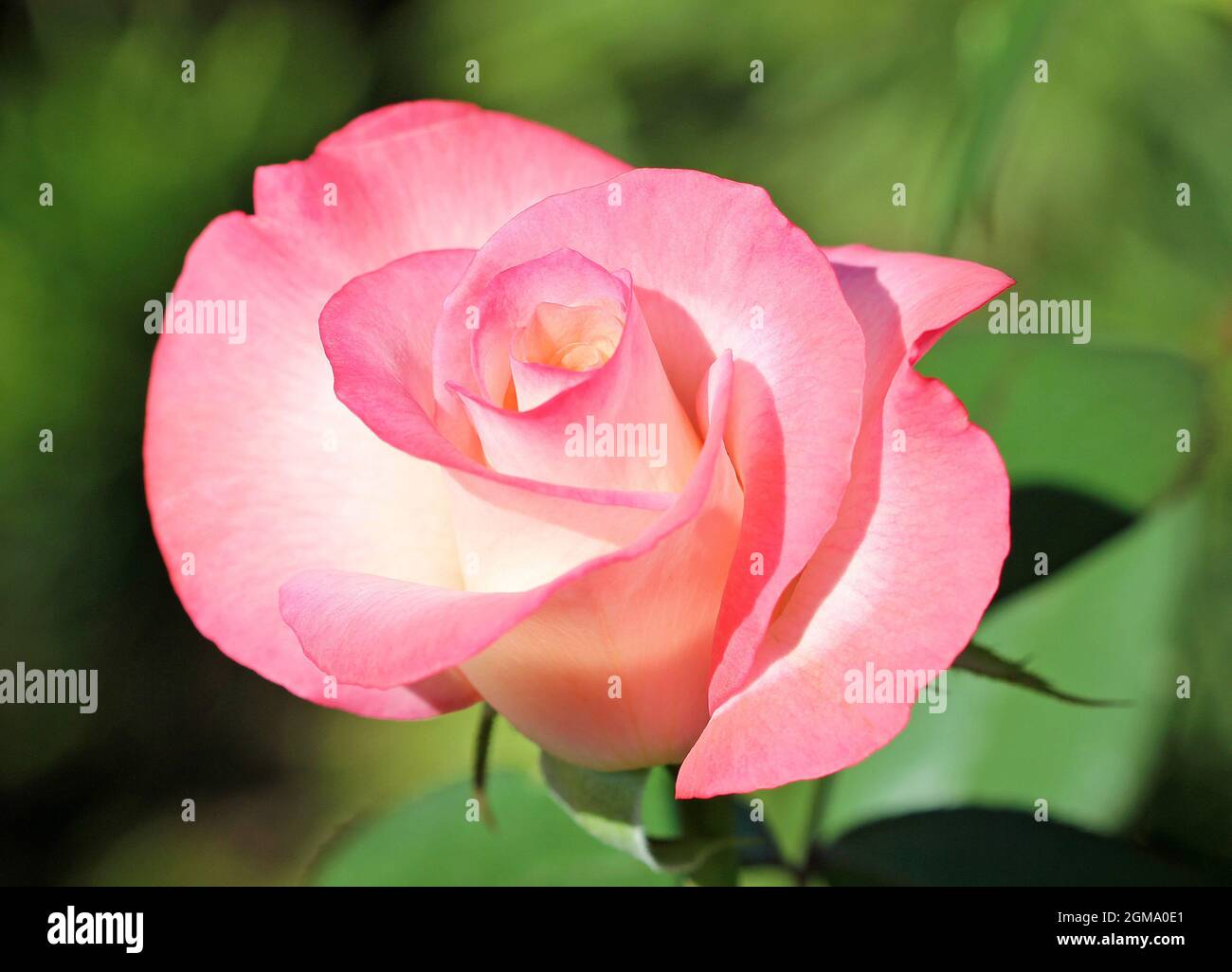 Pink rose close hi-res stock photography and images - Alamy