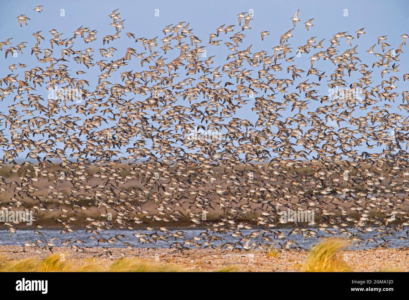 Red knot (Calidris canutus) flock of knots in non-breeding plumage flying over beach along the Schleswig-Holstein Wadden Sea National Park, Germany Stock Photo