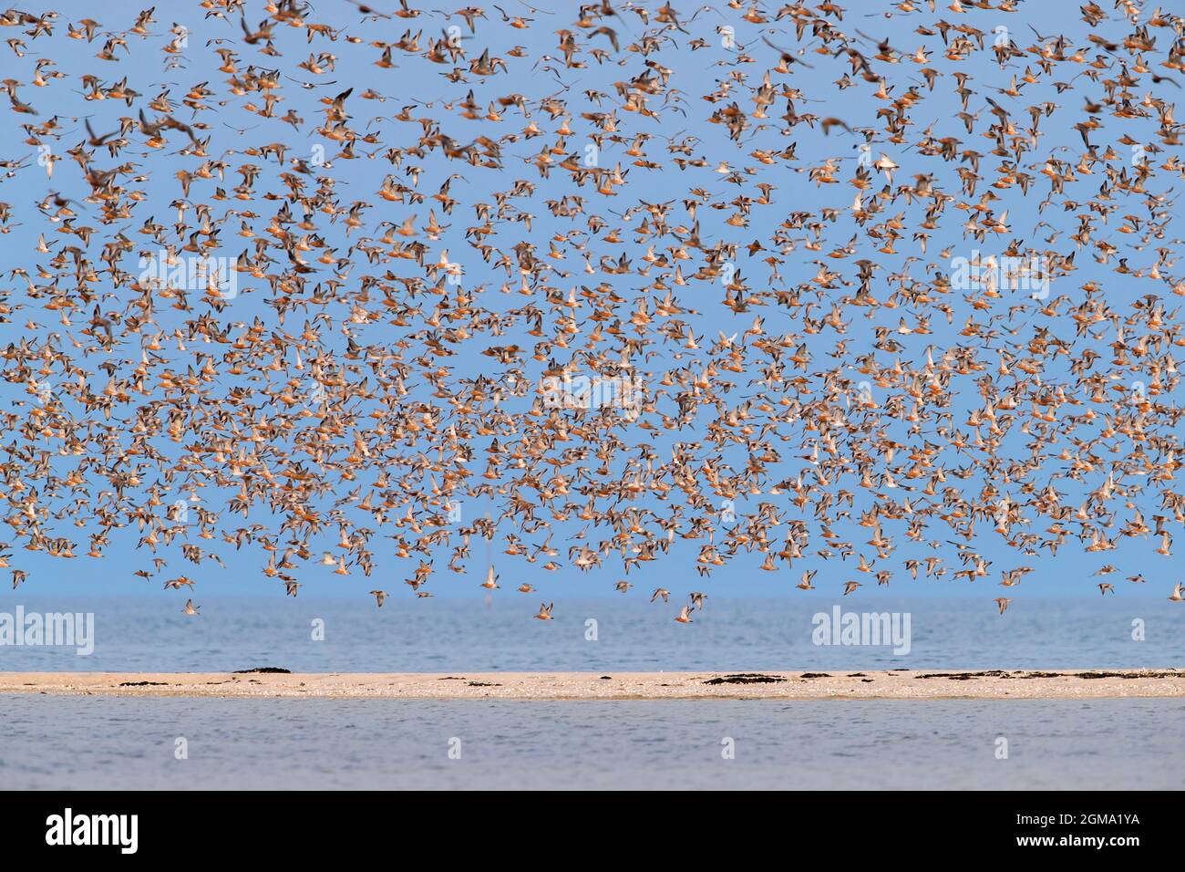 Red knot (Calidris canutus) flock of red knots in breeding plumage flying over beach along the Schleswig-Holstein Wadden Sea National Park, Germany Stock Photo