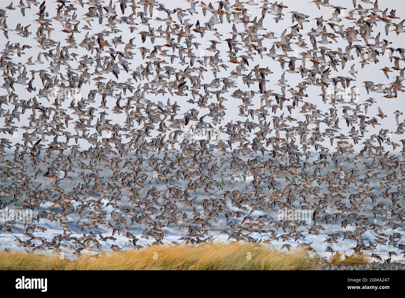 Red knot (Calidris canutus) flock of knots in non-breeding plumage landing on beach along the Schleswig-Holstein Wadden Sea National Park, Germany Stock Photo