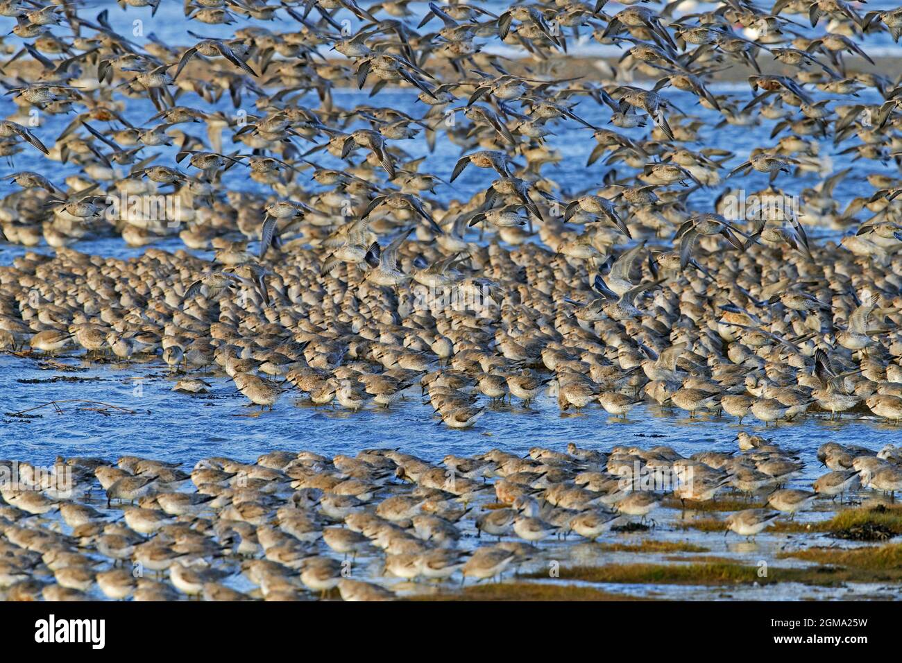 Red knot (Calidris canutus) flock of knots in non-breeding plumage resting on beach along the Schleswig-Holstein Wadden Sea National Park, Germany Stock Photo