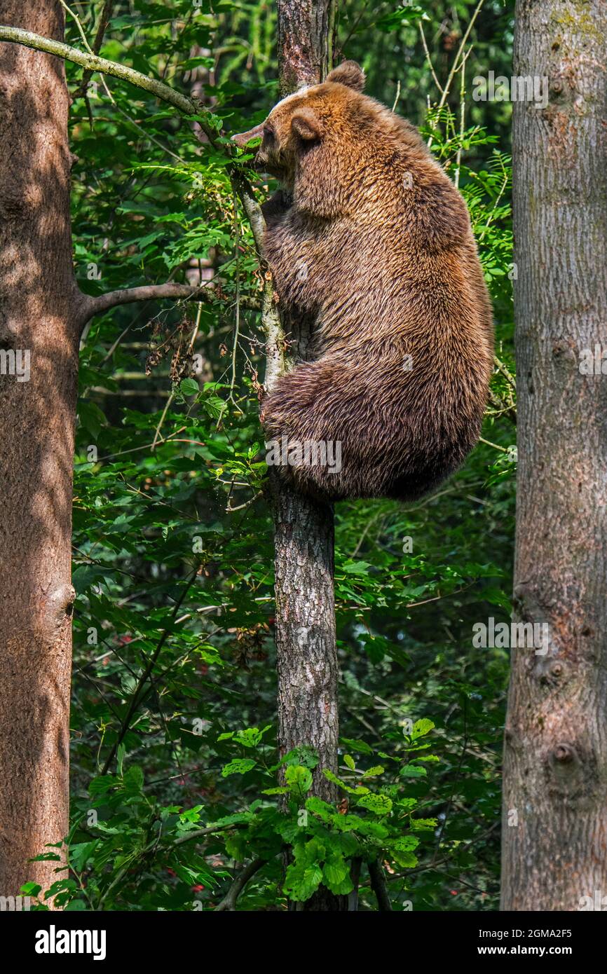 European brown bear (Ursus arctos) climbing tree in deciduous forest Stock Photo