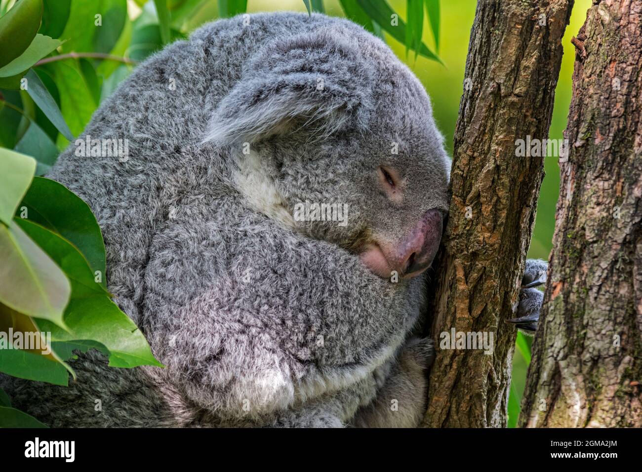 Koala (Phascolarctos cinereus) sleeping in tree, marsupial native to Australia Stock Photo