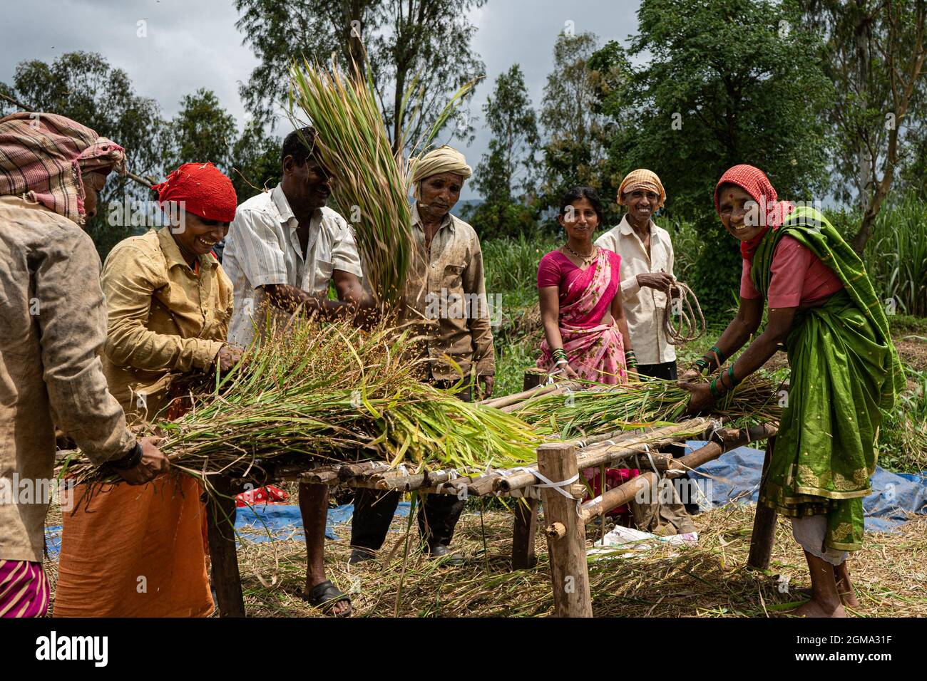 Farm Bills 2020 was successfully passed in parliament by the union government of India. Protests are being held by opposition parties as this Farm Bill is against the farmers. Amidst this, all the rural farmers are busy with threshing and harvesting of rice in Mhasave, Gargoti taluka and Kolhapur, the western states of India. Due to illiteracy farmers are unaware about their rights and anti-farmer laws in India. Stock Photo