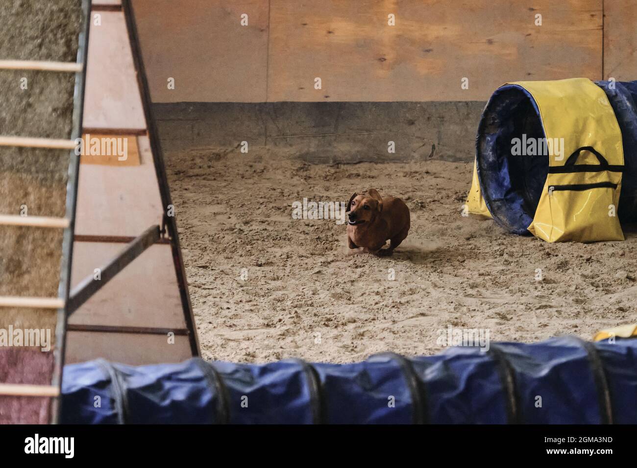 Agility competitions. Dwarf dachshund of red color quickly runs out of