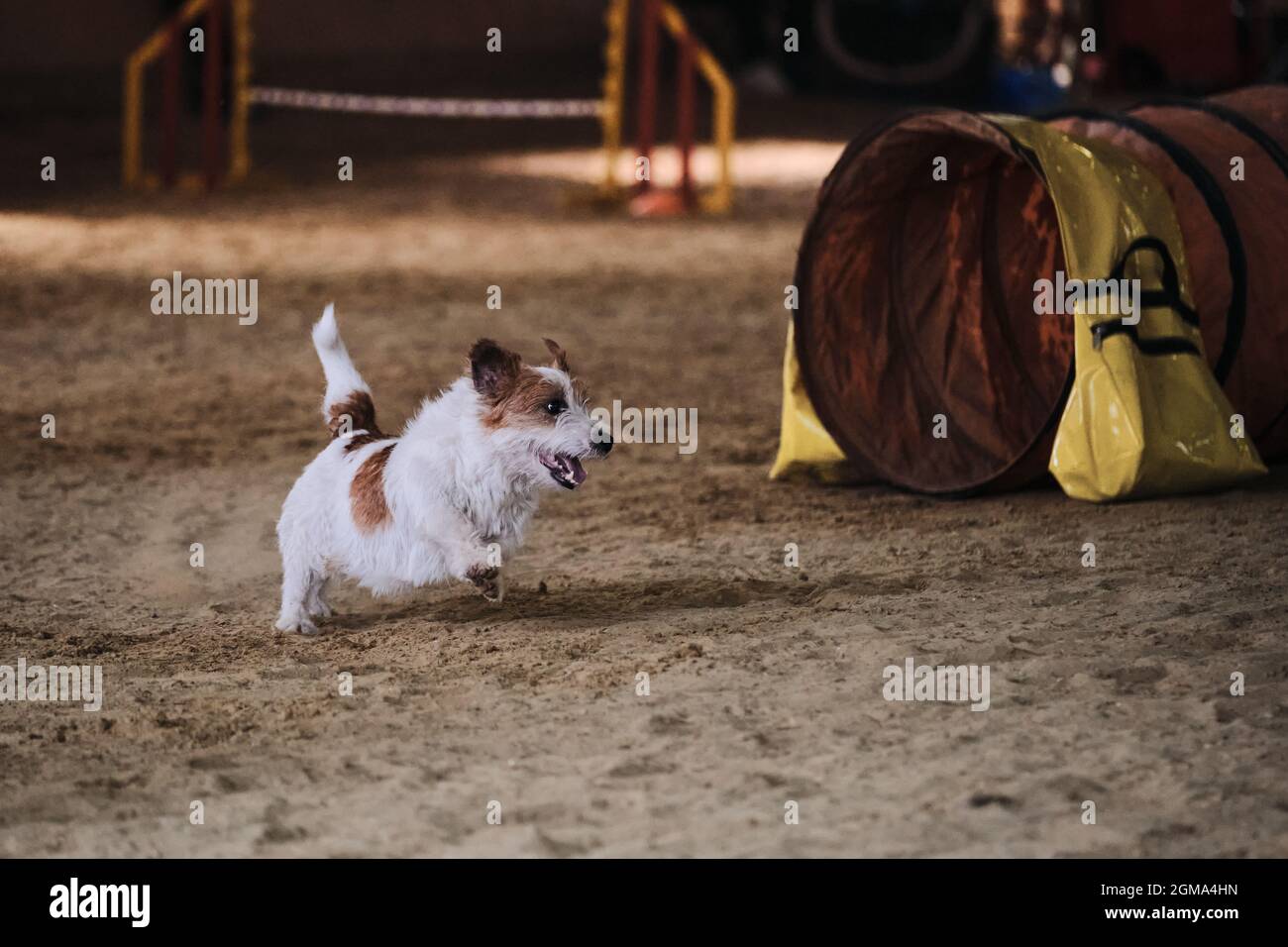 red wire haired terrier