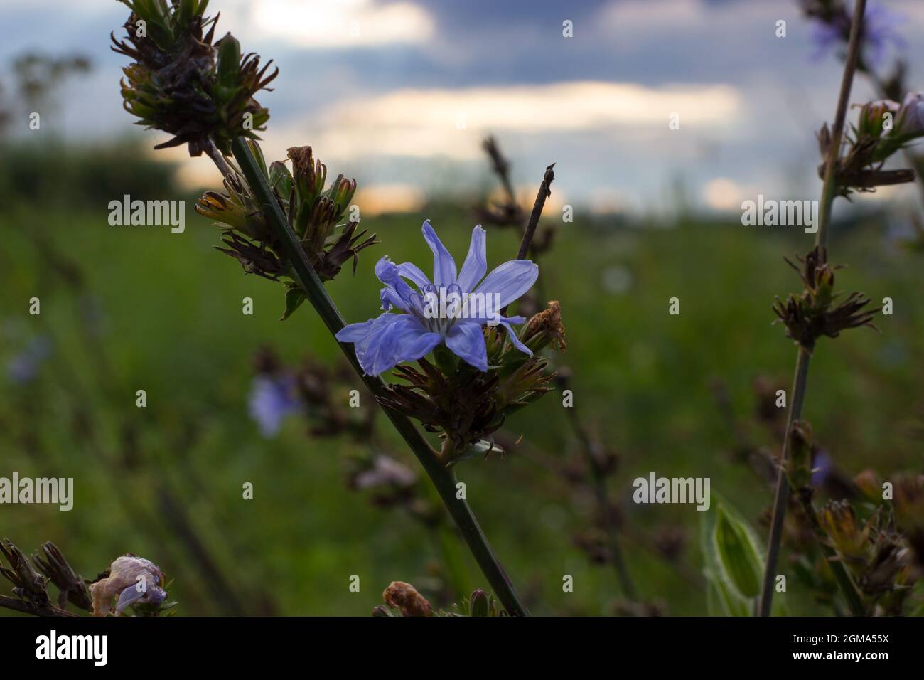 Common chicory at sunset. Focus on blue flower in the background of meadow and sky with clouds. Stock Photo