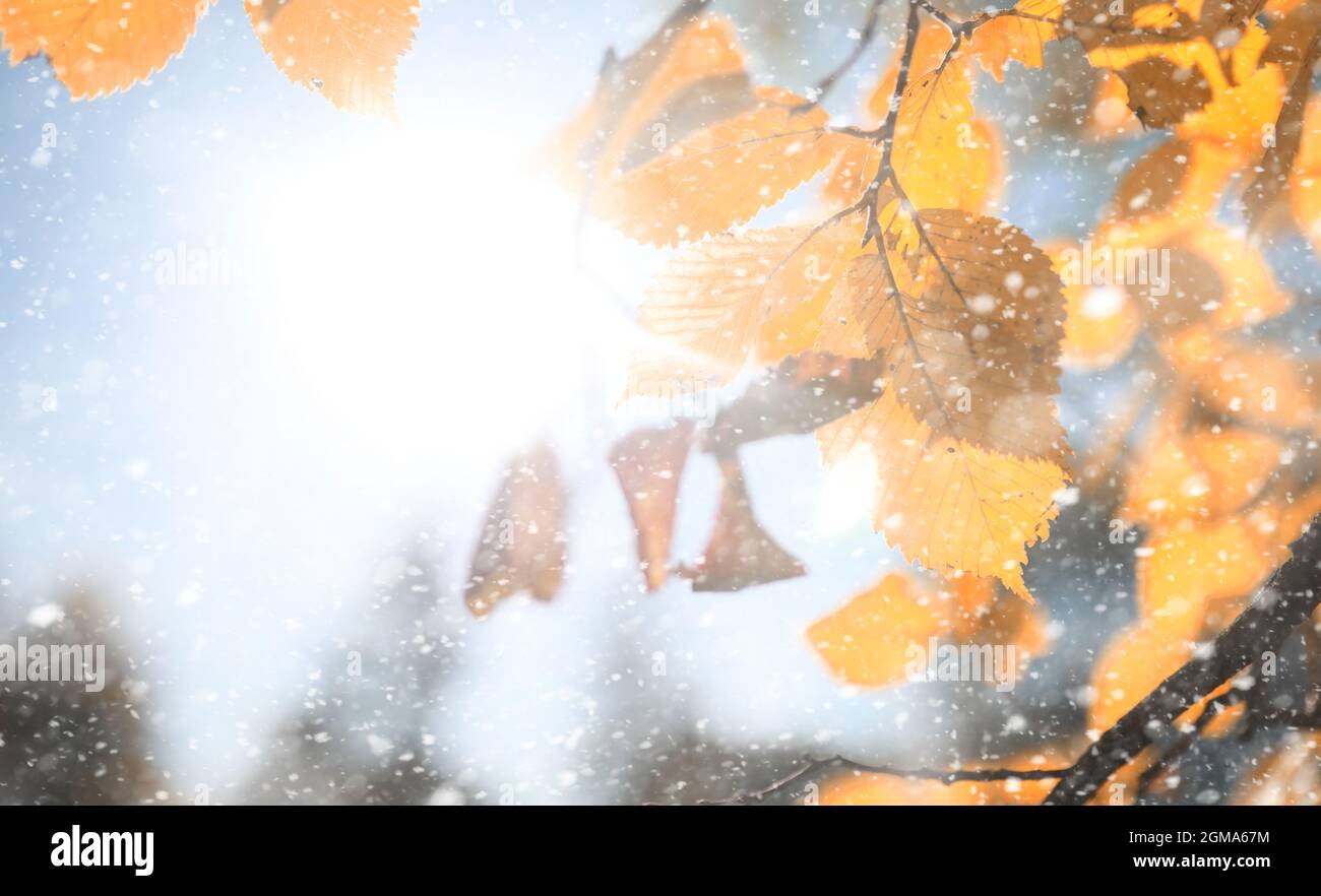 Autumn park in the days of the first snow Stock Photo - Alamy