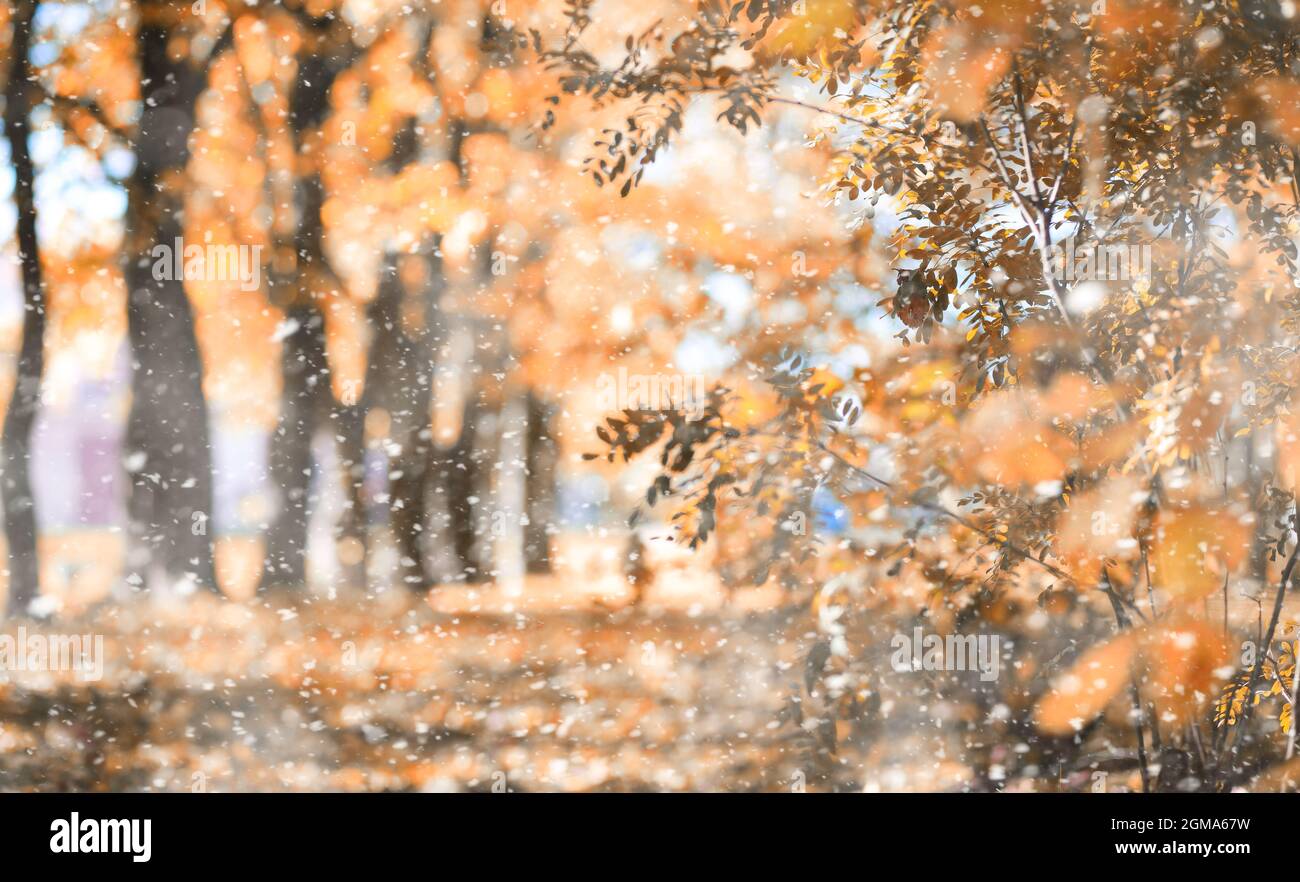 Autumn park in the days of the first snow Stock Photo - Alamy