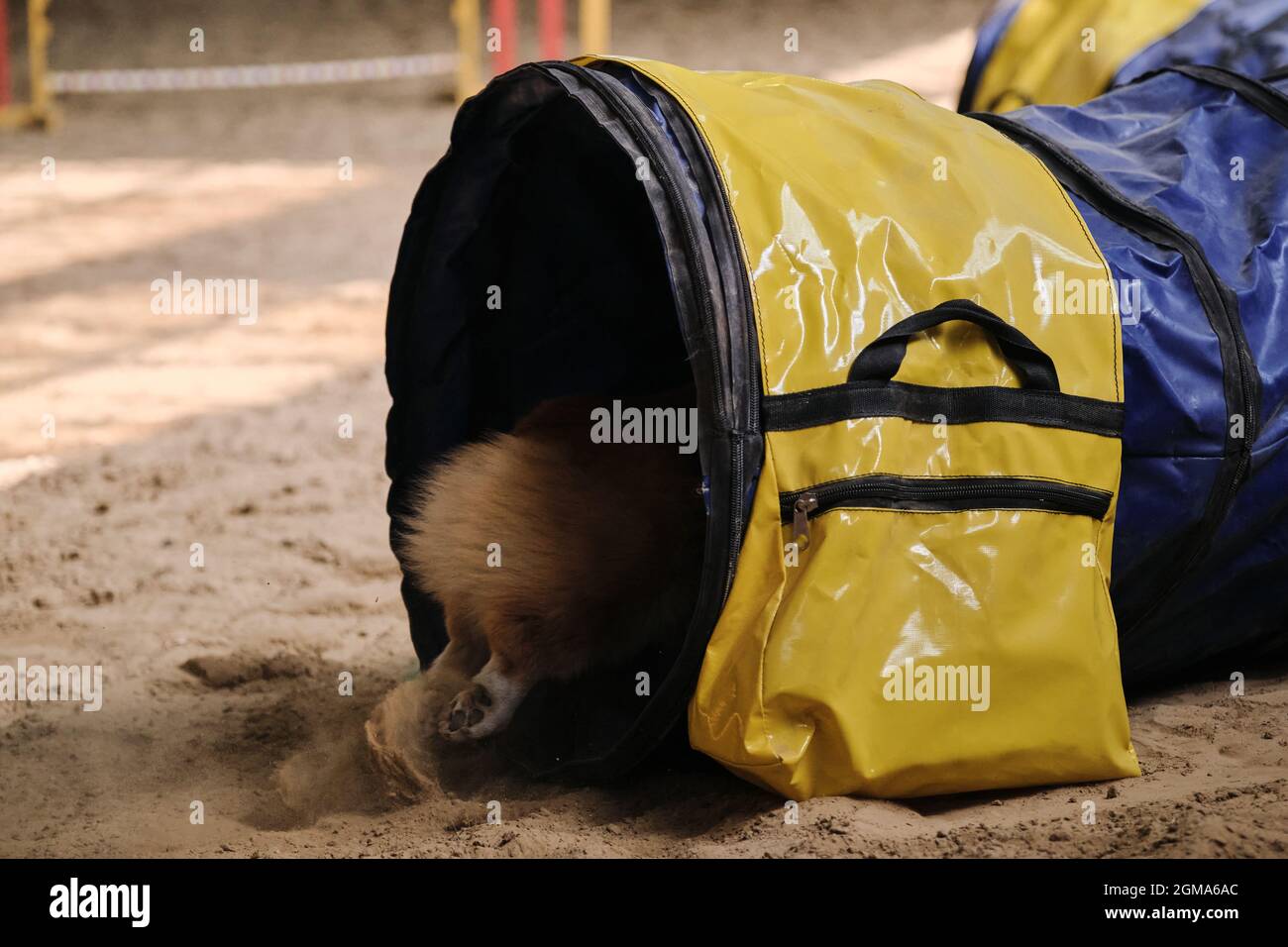 Agility competitions. Speed and agility, sports with pet. Welsh corgi ...