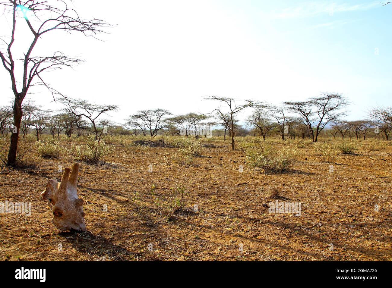 African Wildlife an Safari Stock Photo - Alamy