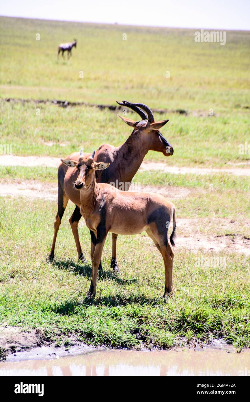 Topi with Calf in Kenya Africa Stock Photo Alamy