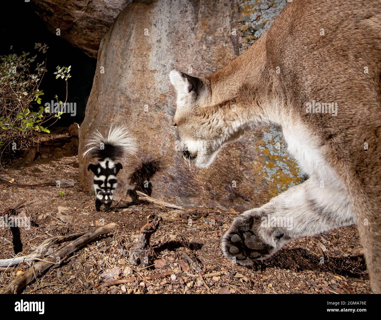 Colorado Mountain Lion and Western Spotted Skunk Stock Photo Alamy