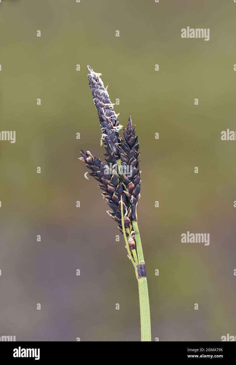 Carex bigelowii - an upland/arctic sedge Stock Photo