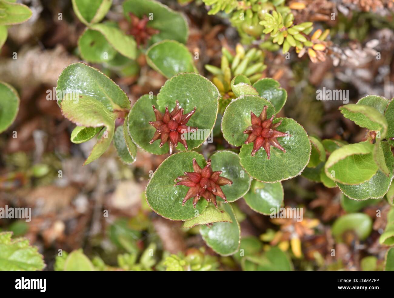 Dwarf Willow - Salix herbacea Stock Photo