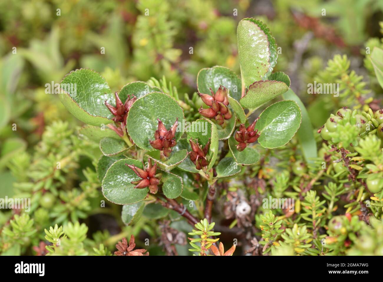 Dwarf Willow - Salix herbacea Stock Photo
