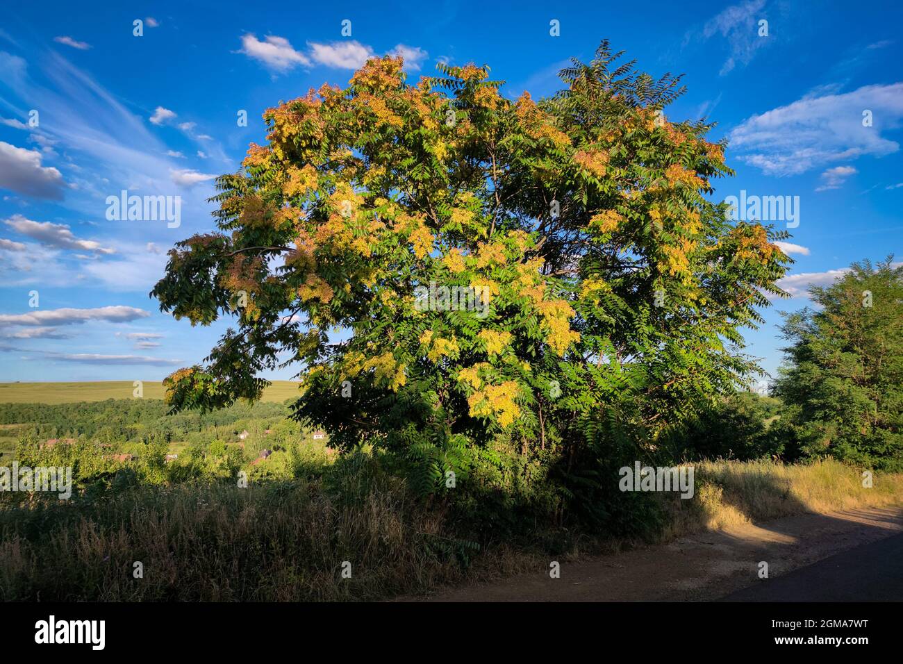 Yellow orange flowering Cedrela odorata tree, also known as Spanish cedar Stock Photo