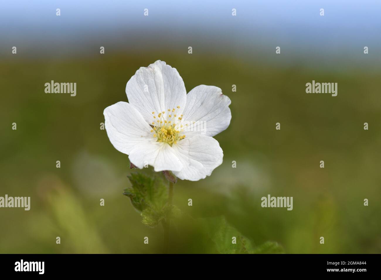 Cloudberry - Rubus chamaemorus Stock Photo