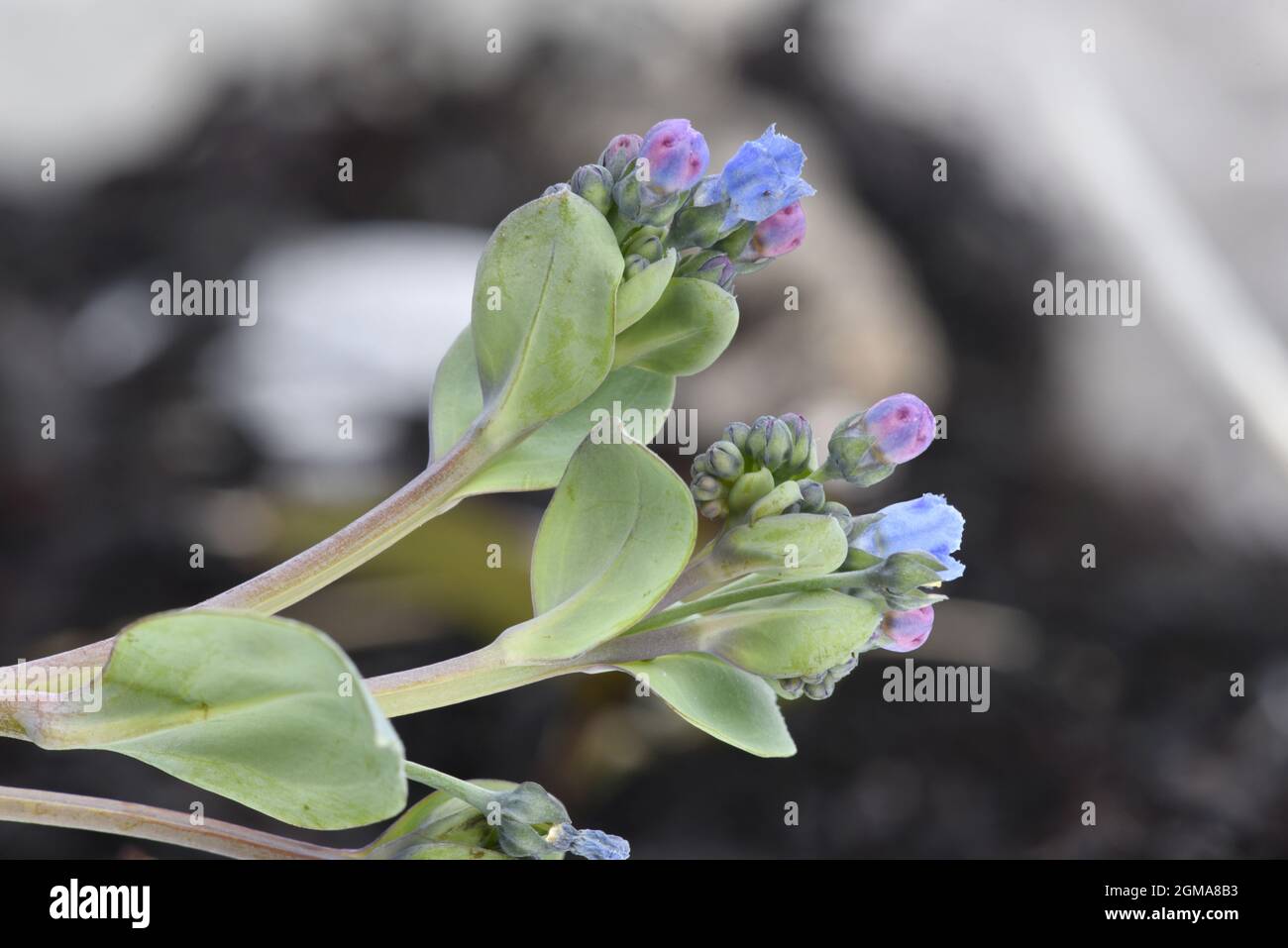 Oysterplant Mertensia Maritima Stock Photo Alamy