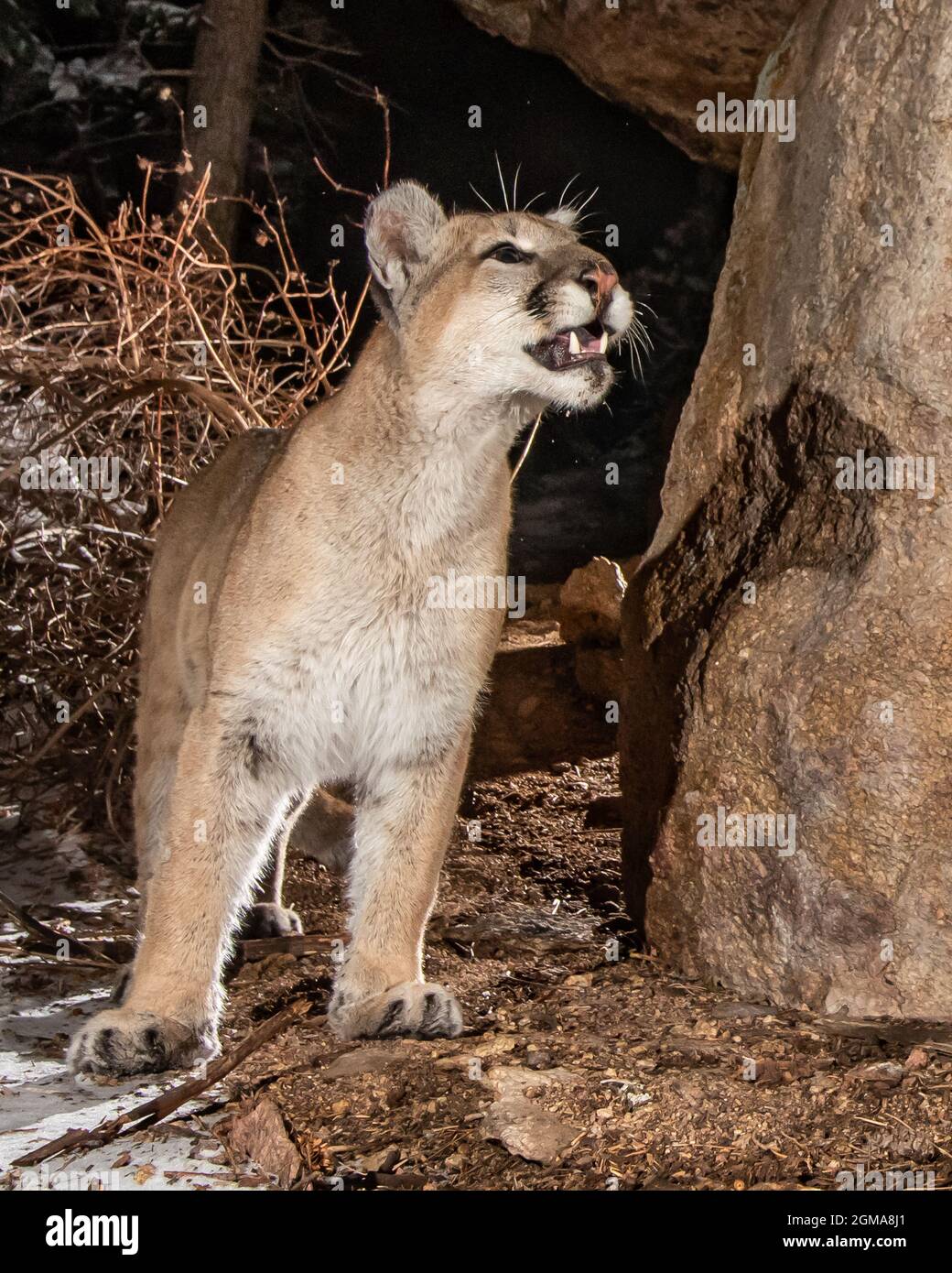 Colorado Mountain Lion Stock Photo Alamy