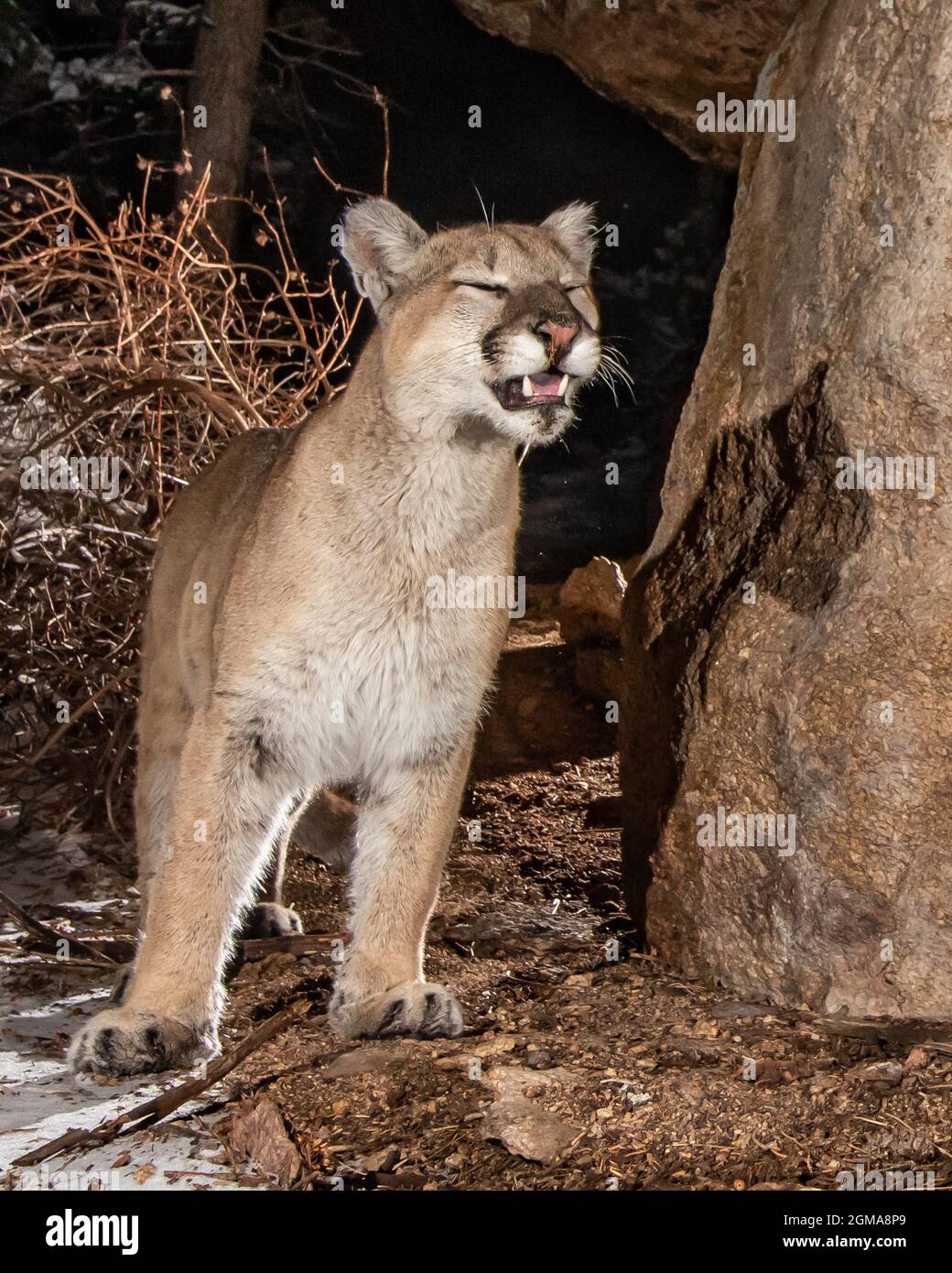 Colorado Mountain Lion Stock Photo Alamy