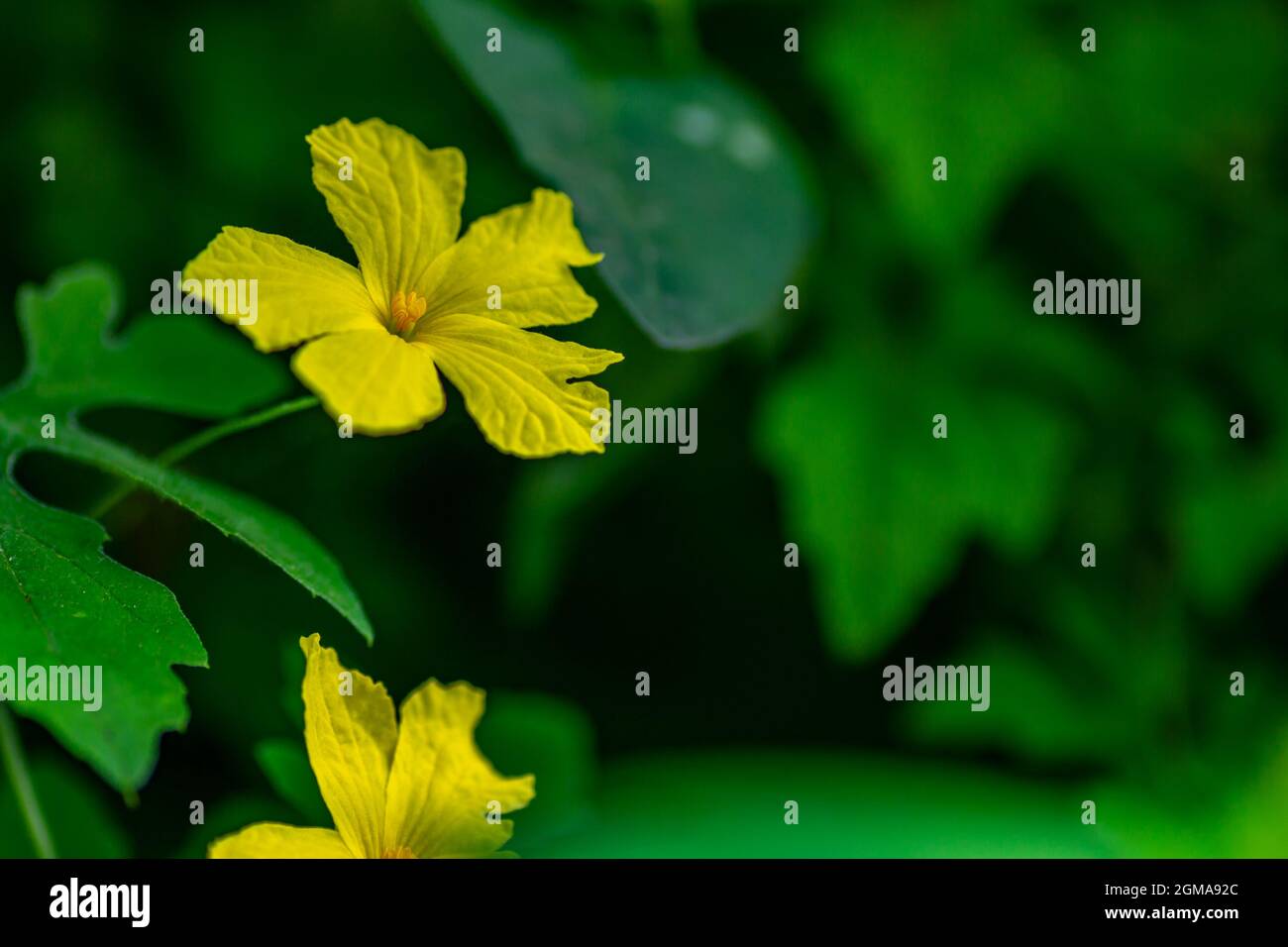 Yellow forest bitter melon flower with green foliage background, nature concept Stock Photo