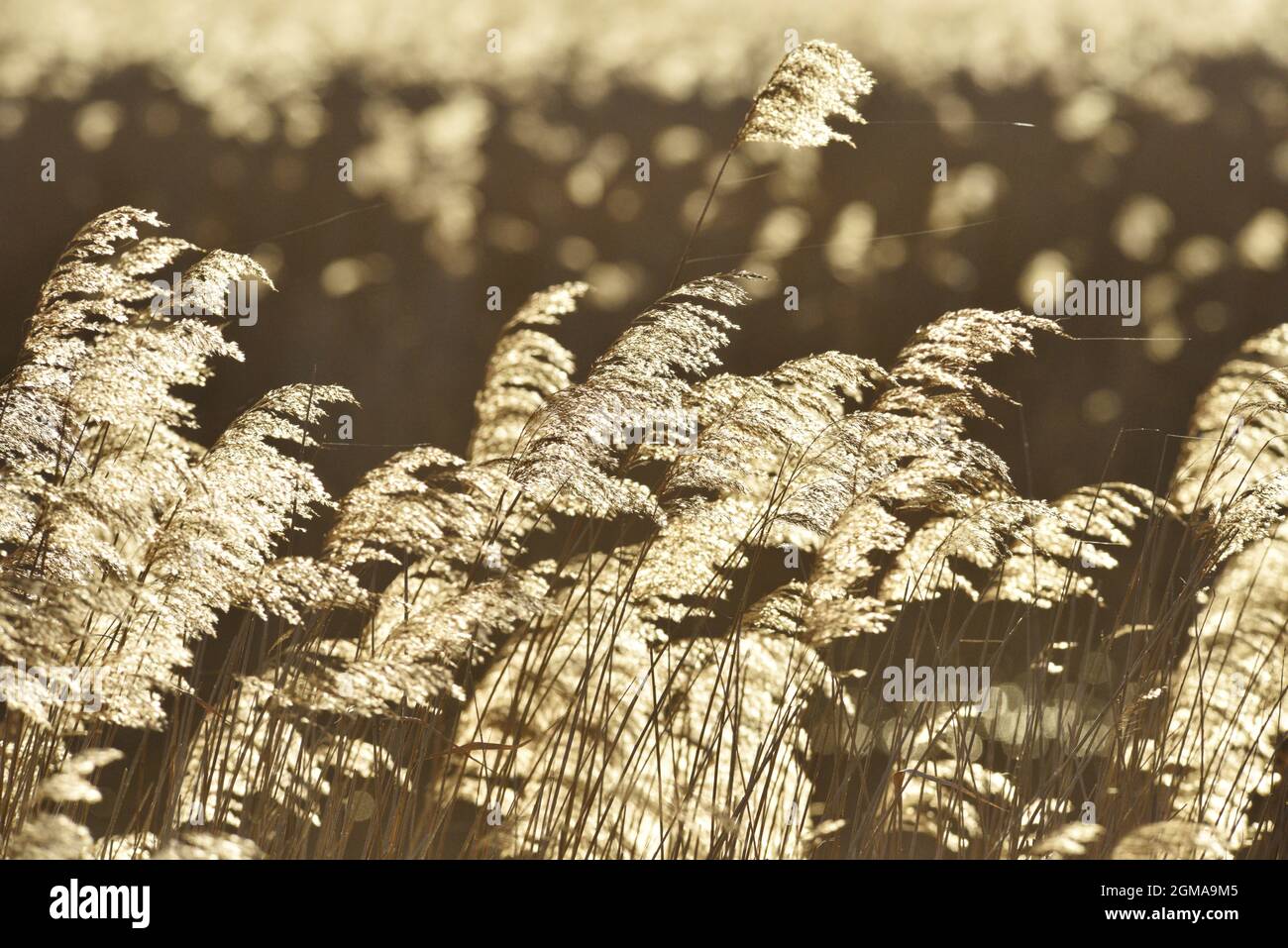 Reedbed - Phragmites communis Stock Photo