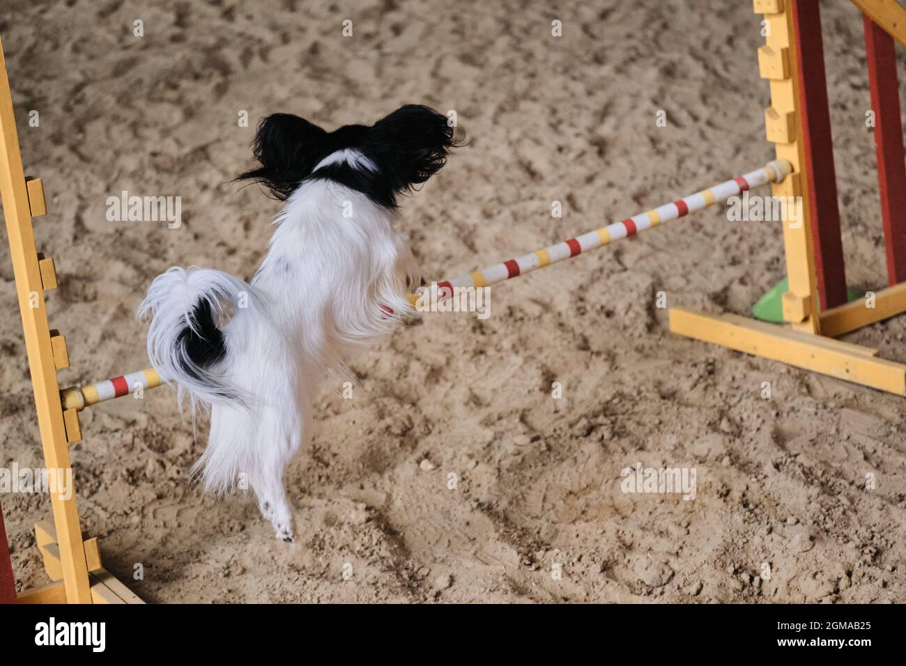 Papillon agility sales