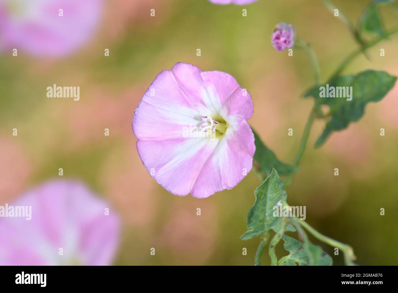 Field Bindweed Convolvulus arvensis Stock Photo Alamy
