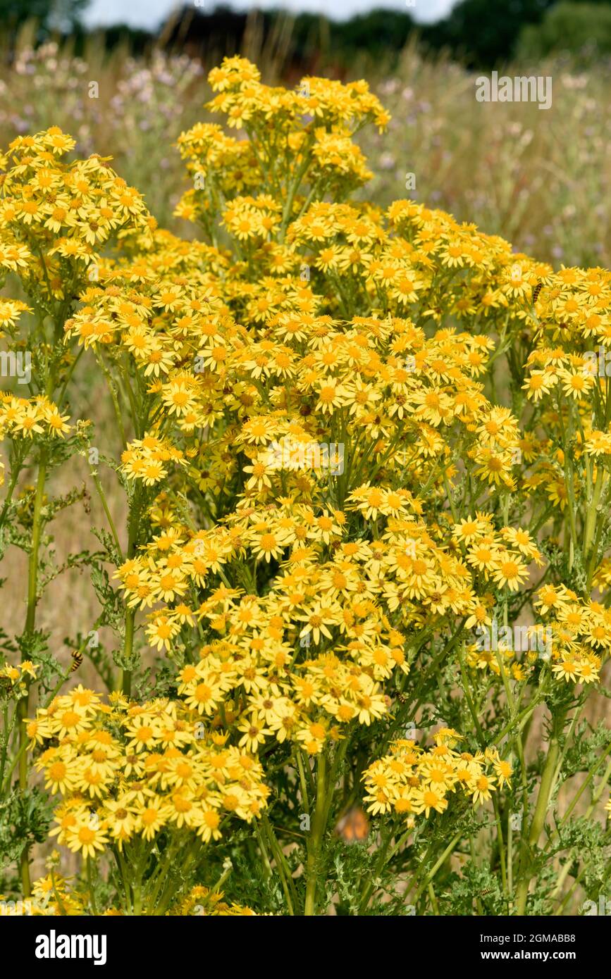 Common Ragwort - Senecio jacaobaea Stock Photo - Alamy