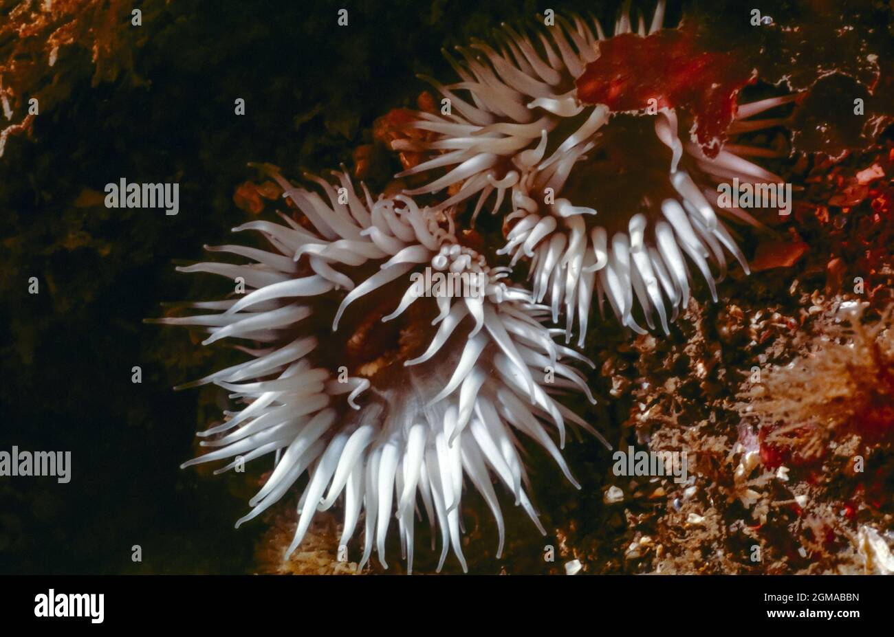 Sea Anemone. Actinothoe Sphyrodeta Stock Photo