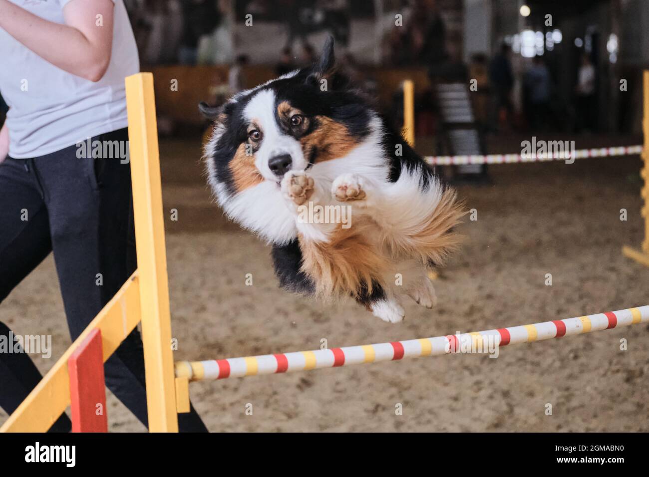 Speed and agility sports with dog. Australian Shepherd Aussie black