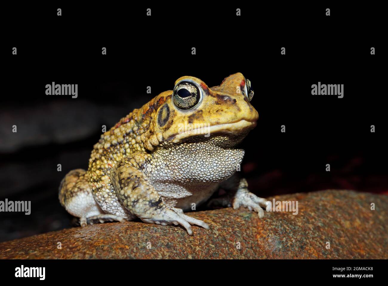 Close-up of an olive toad (Amietophrynus garmani), South Africa Stock Photo