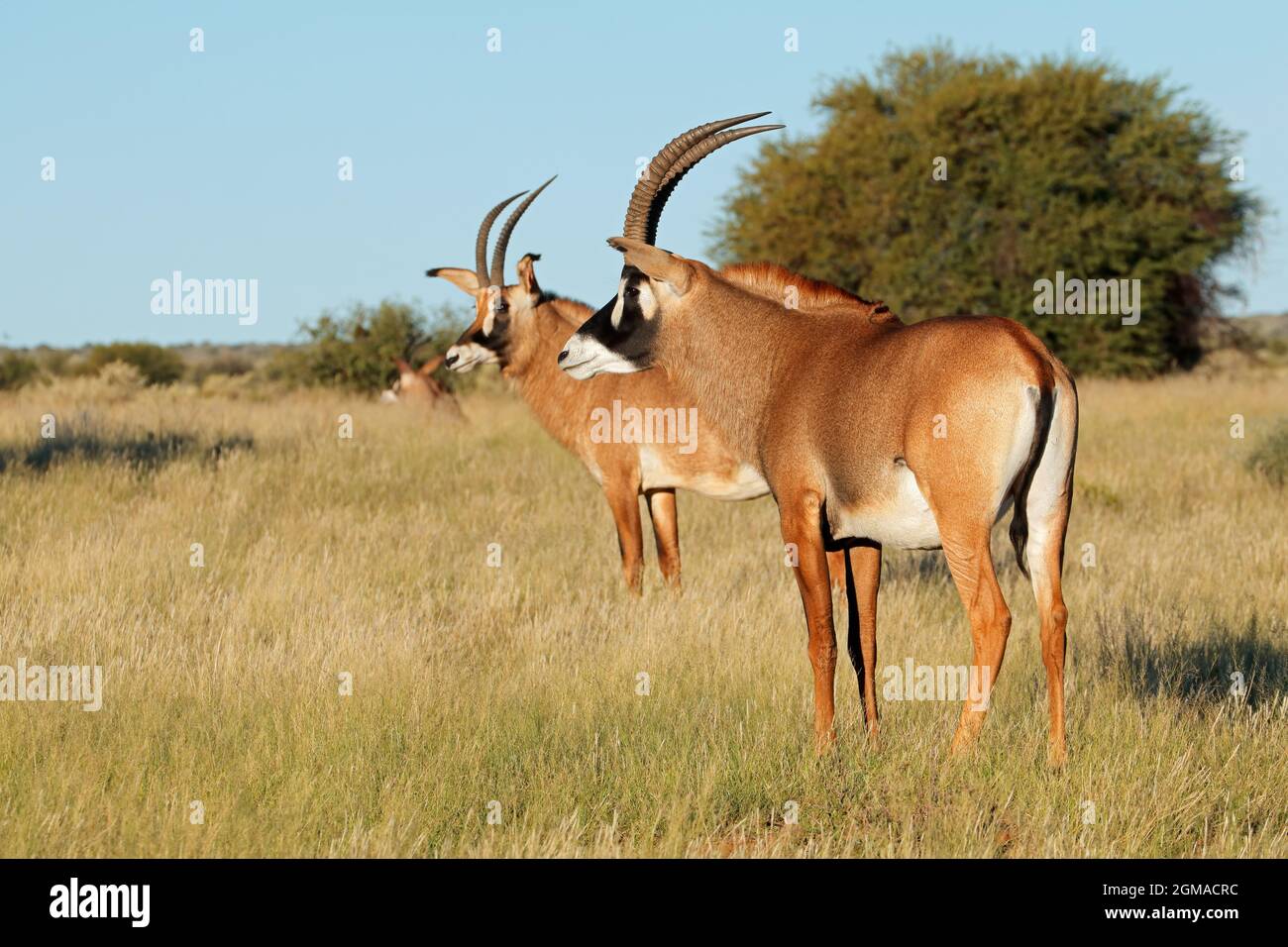 Rare roan antelopes (Hippotragus equinus) in natural habitat, South Africa Stock Photo