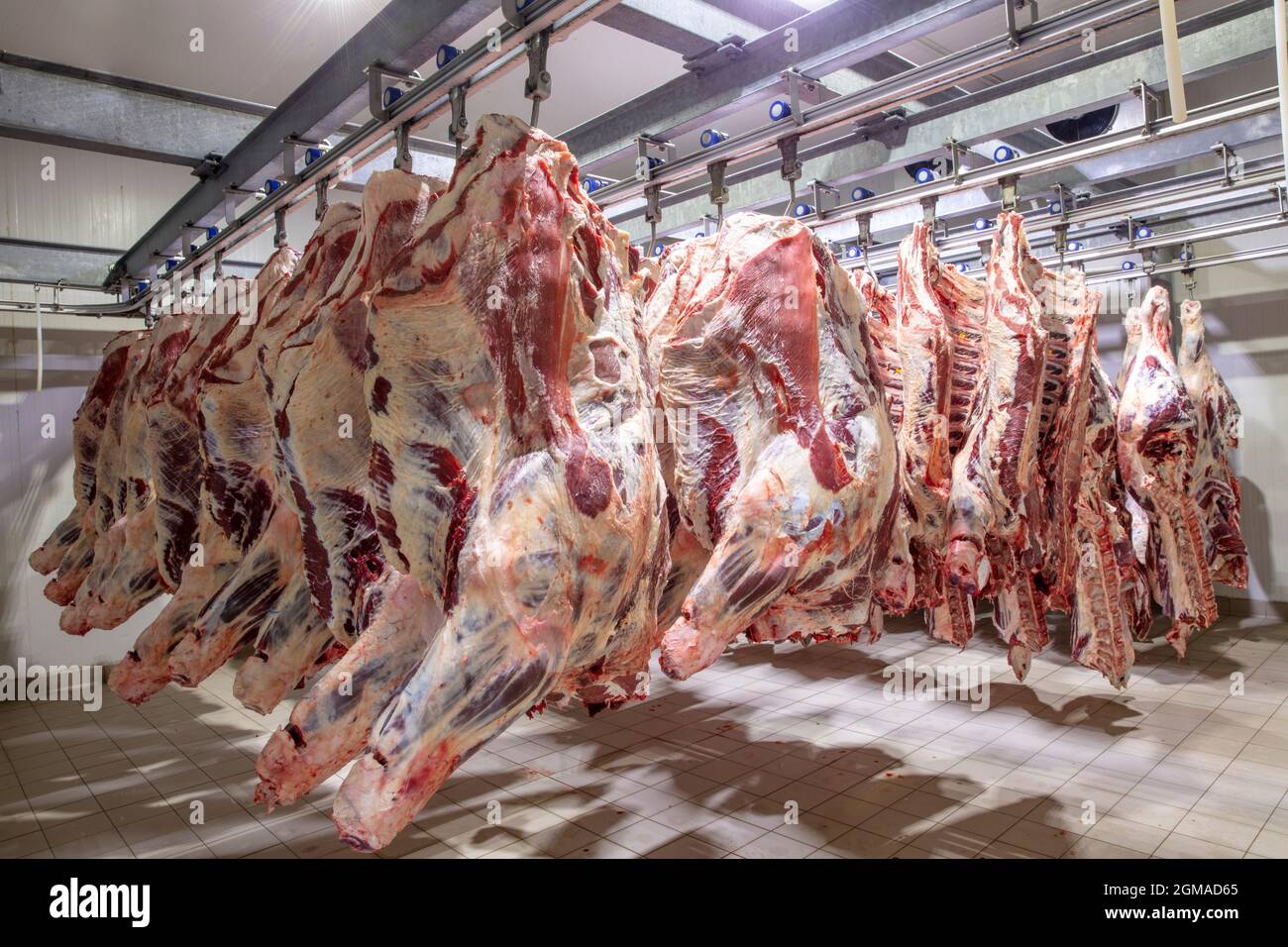 At The Slaughterhouse Carcasses Raw Meat Beef Hooked In The Freezer Close  Up Of A Half Cow Chunks Fresh Hung And Arranged In A Row In A Large Fridge  In The Fridge