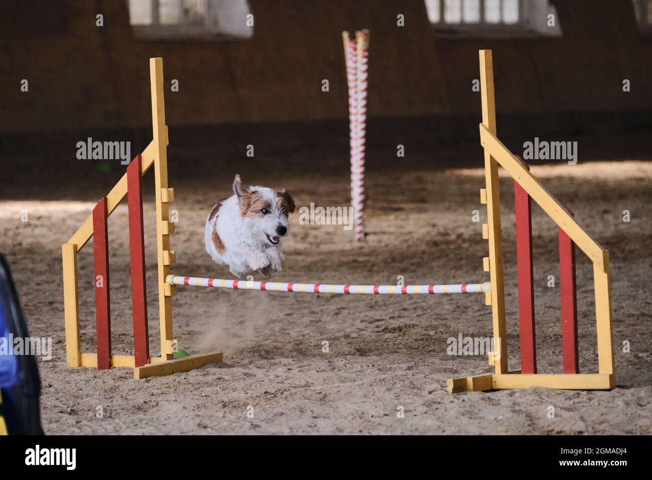 Speed and agility, sports with dog. White wire haired Jack Russell Terrier  runs fast and jumps high over barrier at agility competitions. Very active  Stock Photo - Alamy